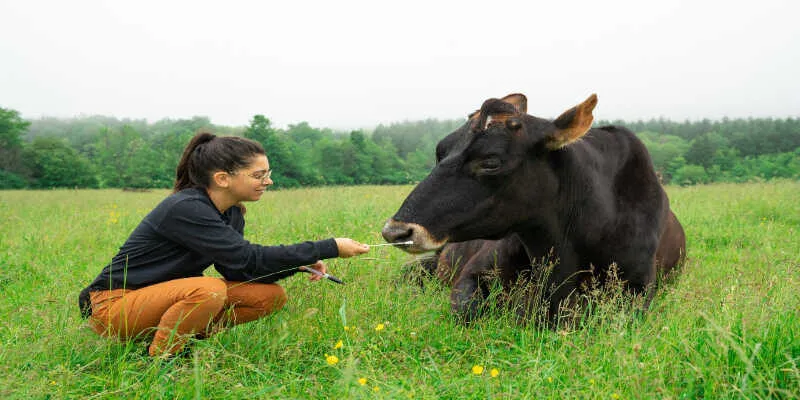 Animal Behaviour Research Methods|5 Ultimate Paths