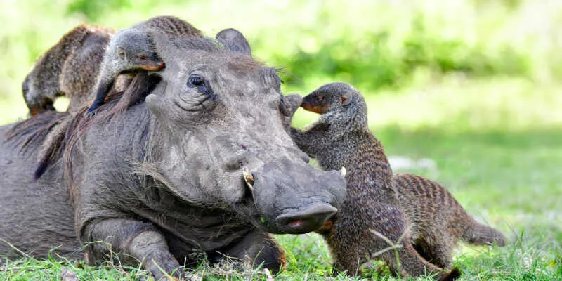 Researchers observing livestock welfare